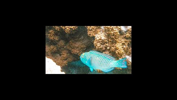 Parrotfish