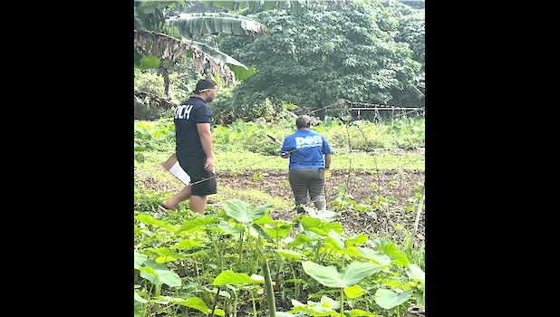 Disposing of the affected produce