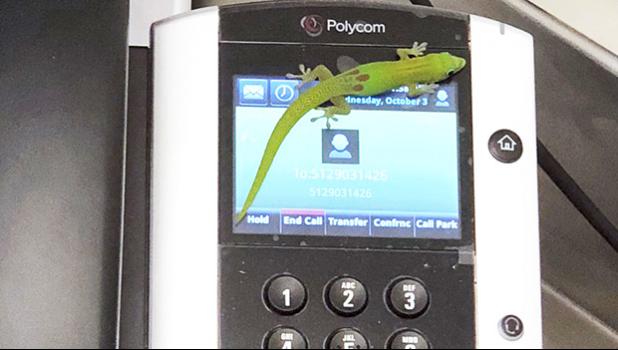 gecko on a phone at the center in Kailua Kona, Hawaii 