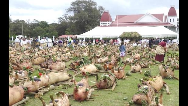 pigs at Tonga King coronation