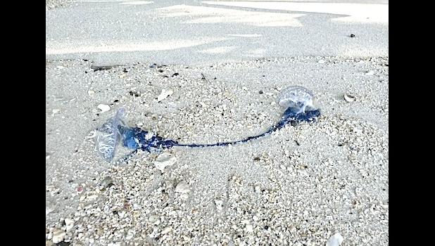 Portuguese Man-Of-War jellyfish