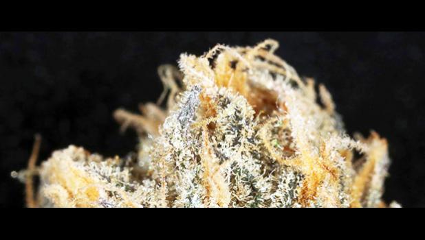 This undated photo provided by Maui Grown Therapies shows medicinal cannabis grown in the dispensary's production centers in Upcountry Maui, Hawaii. Dispensary sales of medical marijuana in Hawaii are beginning after patients waited 17 years for a legal way to purchase the drug. Maui Grown Therapies was the first dispensary in the state to sell medical marijuana to patients. (Maui Grown Therapies via AP)