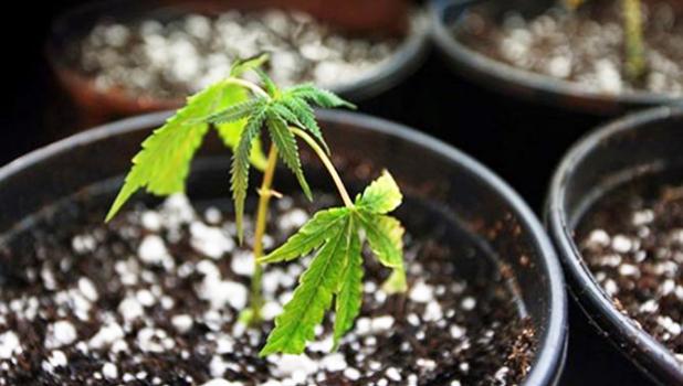 A small marijuana plant in a garden pot.