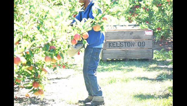  Pacific Islander diong seasonal work in Hawke's Bay