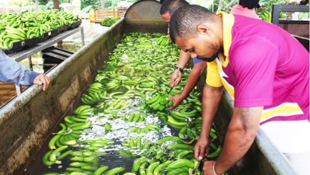 men sorting bananas
