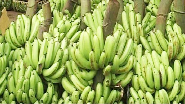 Stalks of bananas