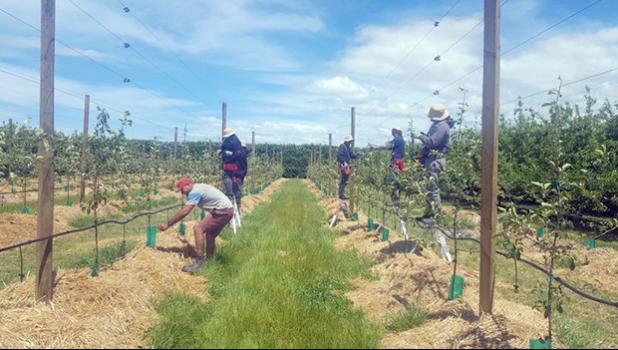  Samoan RSE workers in New Zealand
