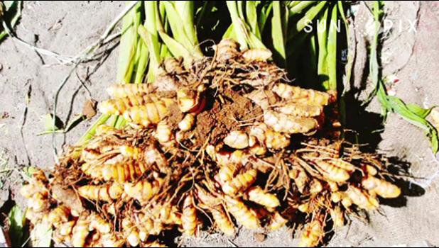 fresh turmeric