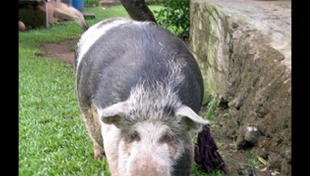 Typical family pigs foraging around the home