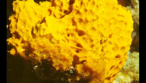 University of Western Australia-led research that extracted 300 years of ocean temperature records preserved in ancient sea sponges shows global warming has been underestimated by 0.5 degrees, says the study's lead author aEmeritus Professor Malcolm McCulloch. Photo: Supplied / scimex.org sea sponge