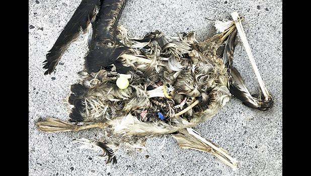 In this Oct. 22, 2019, photo, plastic sits in the decomposed carcass of a seabird on Midway Atoll in the Northwestern Hawaiian Islands. In one of the most remote places on Earth, Midway Atoll is a wildlife sanctuary that should be a safe haven for seabirds and other marine animals. Instead, creatures here struggle to survive as their bellies fill with plastic from faraway places. (AP Photo/Caleb Jones) In this Oct. 22, 2019, photo, plastic sits in the decomposed carcass of a seabird on Midway Atoll