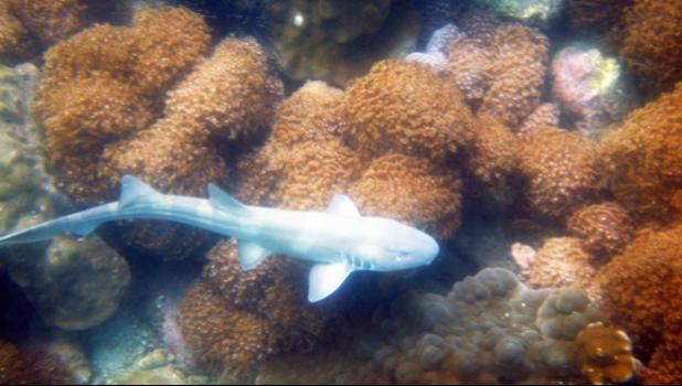 Sharks will be protected in Samoa. (Christophe ARCHAMBAULT / AFP via infosurhoy.com) Sharks will be protected in Samoa. (Christophe ARCHAMBAULT / AFP via infosurhoy.com)