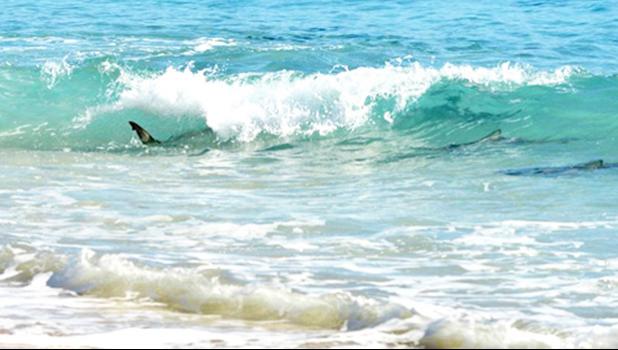 shark seen through the surf