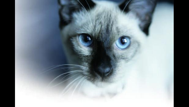 Siamese cat