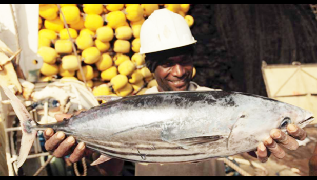 Fisherman holding a skipjack tuna