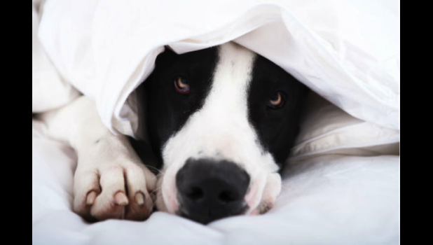 When it comes to meeting people your goal should be to give your dog 100 positive experiences. shy dog
