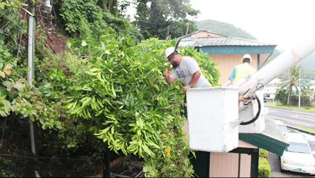 ASPA crew members clearing tree branches that fell on top of lines behind Samoa News
