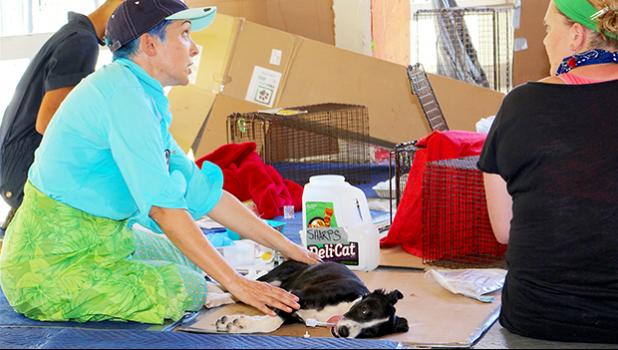 Animal Balance in conjunction with Alofa Mo Meaola (AMM) and with the Department of Agriculture- Veterinary Clinic hosts free spay neuter services periodically.  This photo is from a clinic last October. [photo: TG]