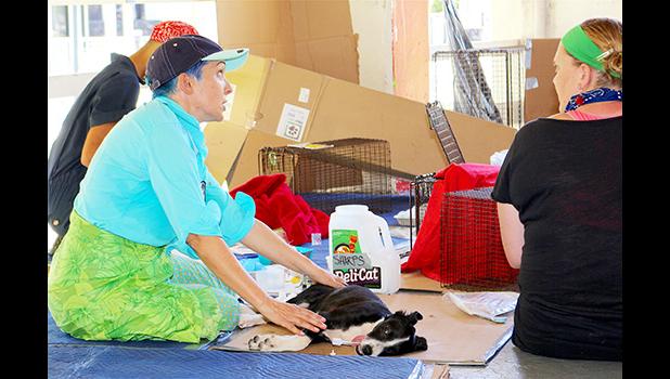 Local pet owners chat while awaiting the recovery of their pets