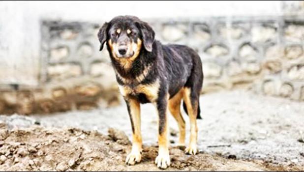 A stray dog looking into the eye of the camera