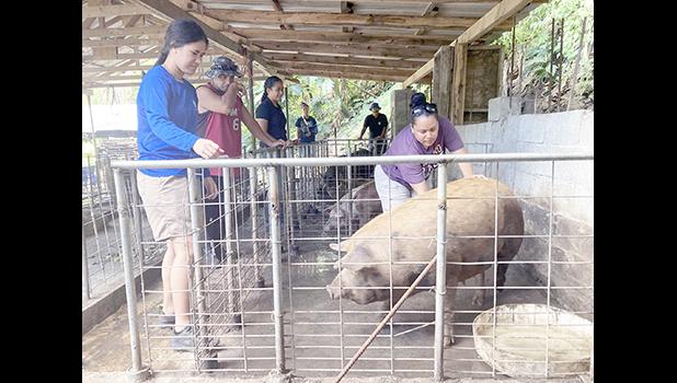 June Talamoni checks on a sow