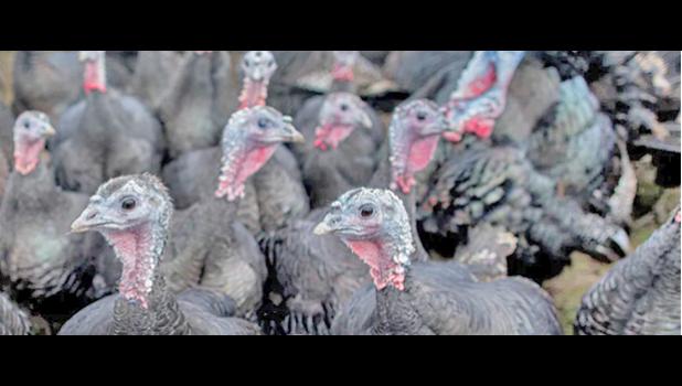 Flock of turkeys