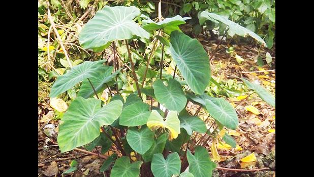 Through Mr. Lauano's efforts, over 2,000 kilograms of Samoan taro made their way to New Zealand, crossing borders with zero tariffs under the PACER Plus agreement. taro growning