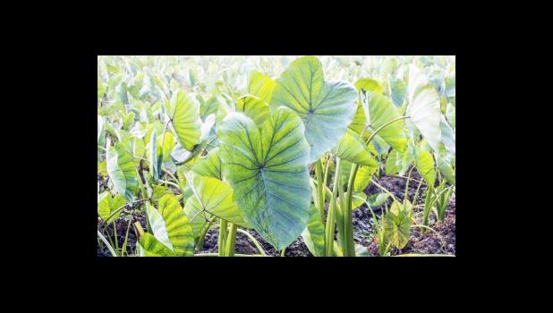 Taro plants