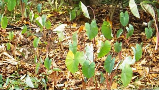 Crops in Samoa were badly affected by a drought in 2014