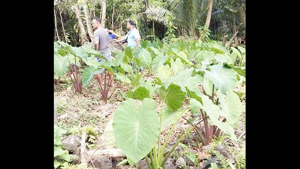 TARO PLANTATION