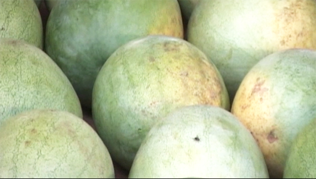 Tonga watermelon