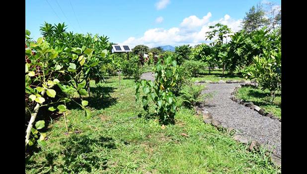 The Samoan medicinal plant garden
