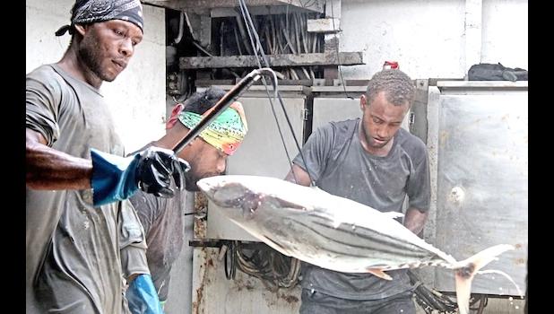 Crew works the fish in the hold of the purse seiner Mathawmarfach