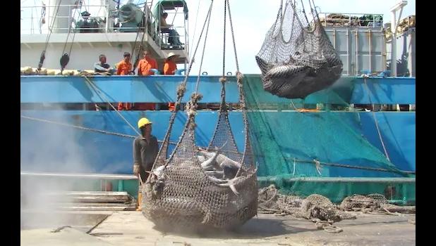 TUNA BOAT UNLOADING