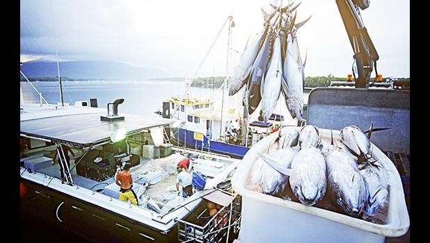Tuna boat unloading