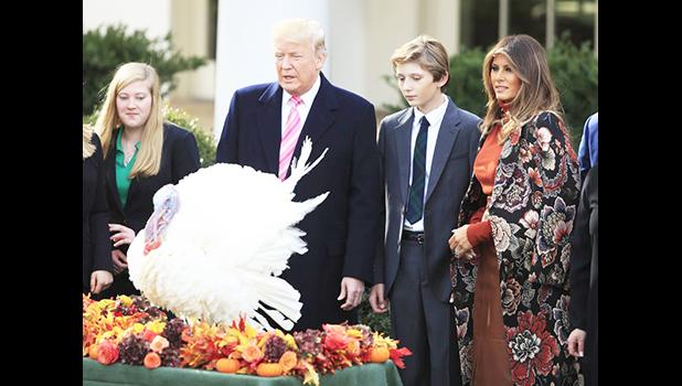 President Donald Trump with first lady Melania Trump, right, and their son Barron Trump, look at National Thanksgiving Turkey Drumstick after being pardoned by President Trump during a ceremony in the Rose Garden of the White House in Washington, Tuesday, Nov. 21, 2017. This is the 70th anniversary of the National Thanksgiving Turkey presentation. (AP Photo/Manuel Balce Ceneta) President Donald Trump with first lady Melania Trump, right, and their son Barron Trump, look at National Thanksgiving Turkey Drumstick after being pardoned by President Trump during a ceremony in the Rose Garden of the White House in Washington, Tuesday, Nov. 21, 2017. This is the 70th anniversary of the National Thanksgiving Turkey presentation. (AP Photo/Manuel Balce Ceneta)