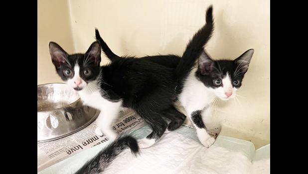 cute black and white kittens