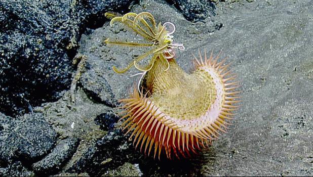 This venus fly trap sea anemone