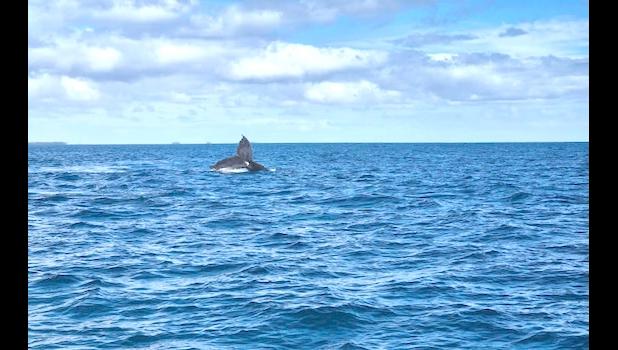 WHALE