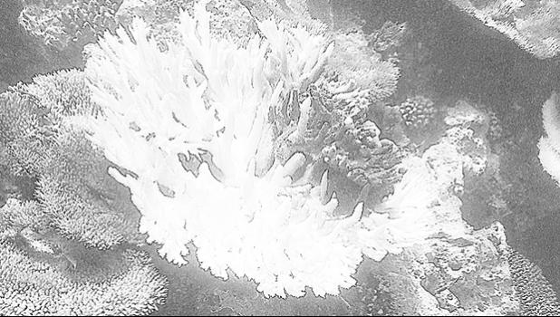 Coral bleaching is occurring in the territory and if it continues, there will be negative effects on reef functions, meaning threats to the local fish population.  [photo: courtesy]