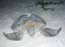 GREEN SEA TURTLE