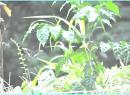 Samoan swallowtail butterfly