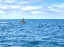 WHALE