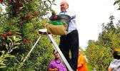 In Hawkes Bay last week, Minister of Labor Lautafi Fio Selafi Purcell (atop the ladder) with government officials during their weeklong visit to Mr Apple.  [Courtesy photo]