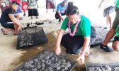 500 giant baby clams