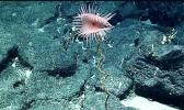 Venus flytrap anemone [photo: NOAA Office of Exploration & Research]
