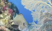  Spotted sweetlips