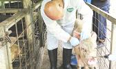 	Dr. Thomas Petznick collects a specimen sample from a sow at one of the local pig farms during the ASCC-ACNR Swine Disease Survey in early August. [photo: D. Helsham]