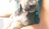 After a couple weeks and some simple treatment, Bunny grew all of her hair back and was adopted by her foster family. Bunny had sarcoptic mange, and was treated with 2 injections, two weeks apart.  [photo: courtesy of the Vet Clinic of Am. Samoa] 