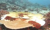 Alamea (crown of thorns starfish) on a coral reef in American Samoa.  [photo: National Park Service of American Samoa]